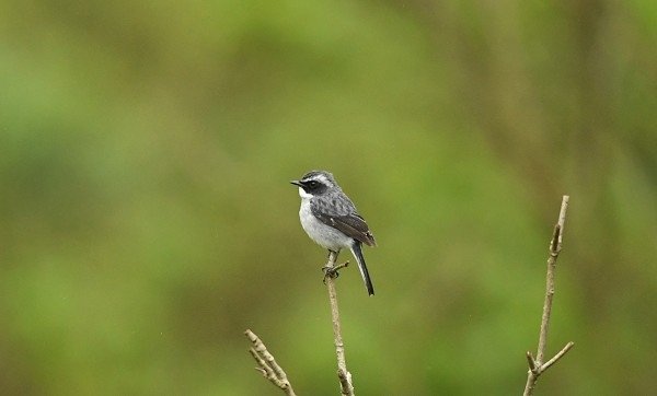 DSC_9135aaa600.jpg