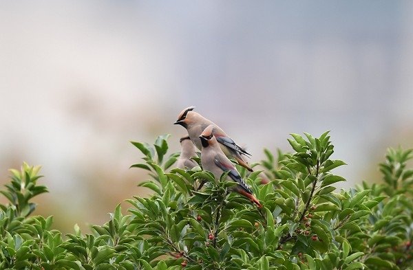DSC_8852aa600.jpg