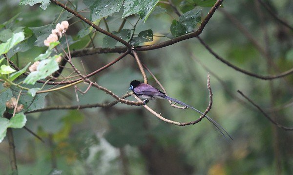 DSC_5605aa600.jpg