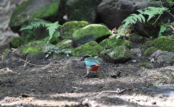 DSC_1784a600.jpg