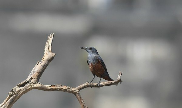 DSC_4222a600.jpg