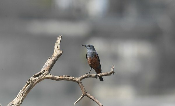 DSC_4226a600.jpg