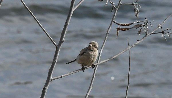 DSC_6487ss600.jpg