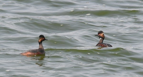 DSC_0138aa600.jpg