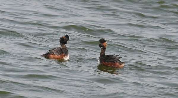 DSC_9785aa600.jpg