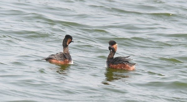 DSC_9786aaa600.jpg