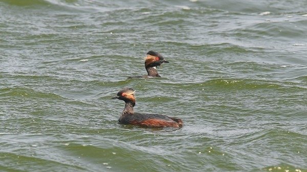 DSC_9871aa600.jpg