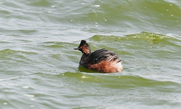 DSC_9883aa600.jpg
