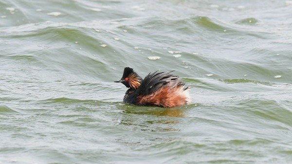 DSC_9884aa600.jpg