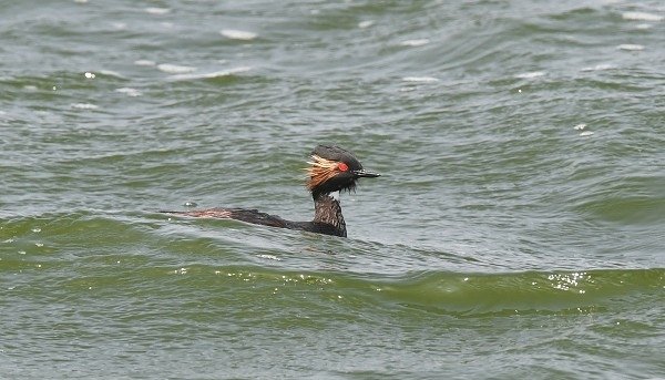 DSC_9953aa600.jpg