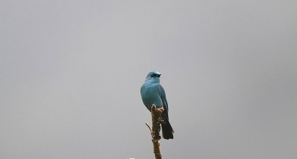 DSC_4176a600a.jpg