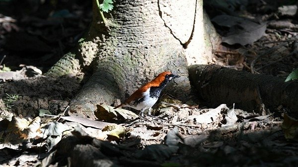 DSC_5337aa600.jpg