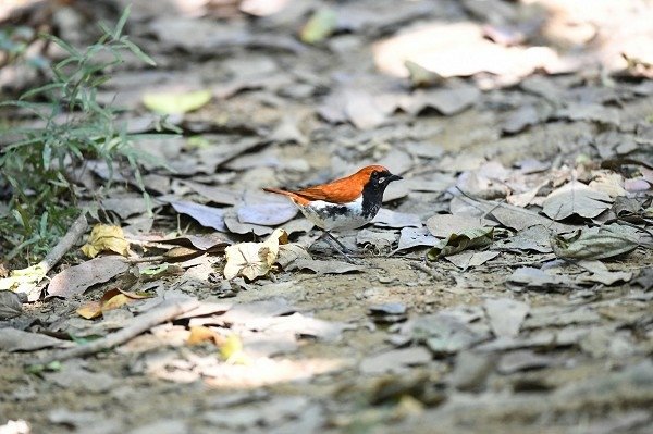 DSC_5520aa600.jpg