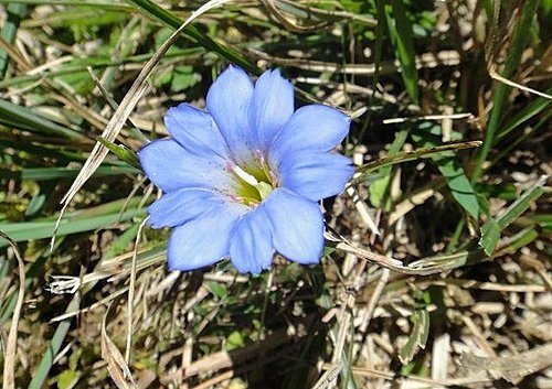 大雪山遊樂區之花