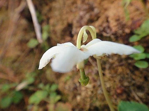 大雪山遊樂區之花