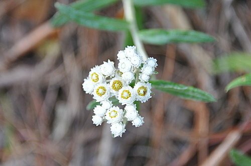 大雪山遊樂區之花