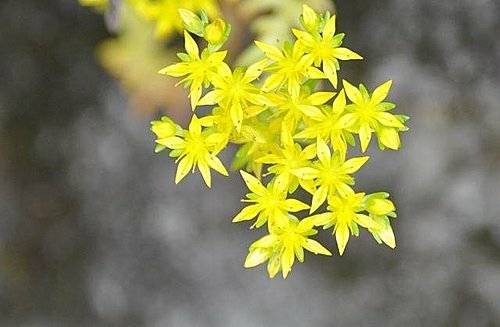 大雪山遊樂區之花