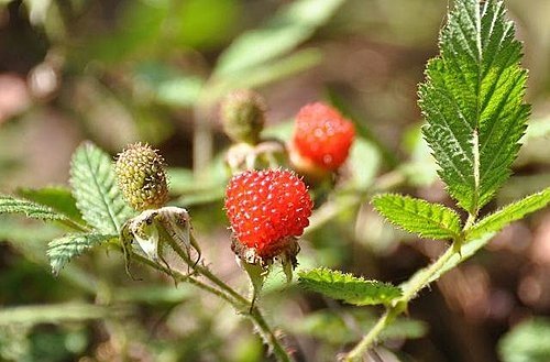 大雪山遊樂區之花