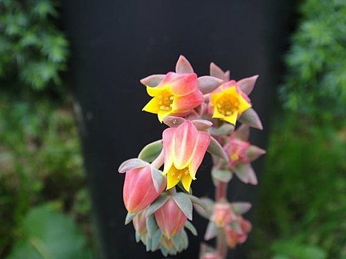 大雪山遊樂區之花