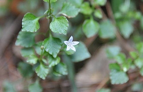 大雪山遊樂區之花