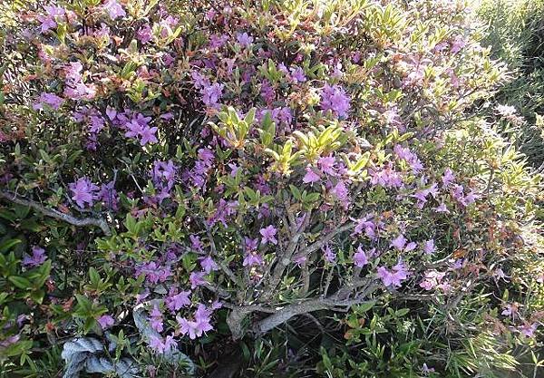 合歡山之花~北峰西峰山路旁