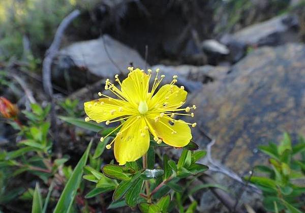 合歡山之花~北峰西峰山路旁