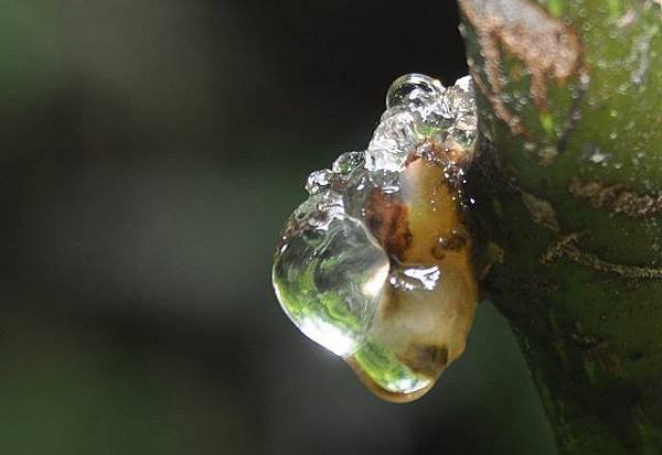 悠閒生活~溪頭林間樂活
