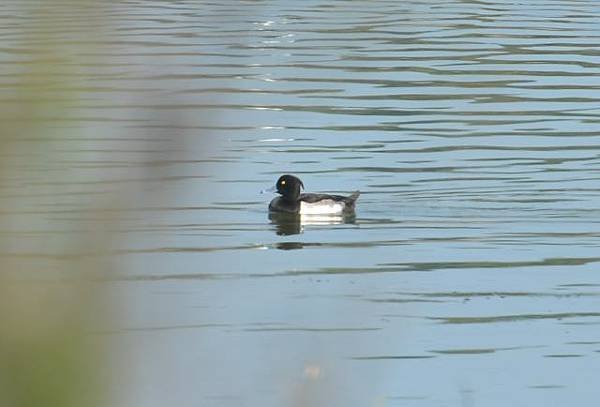 鰲鼓濕地鳥種紀錄2012.11.25