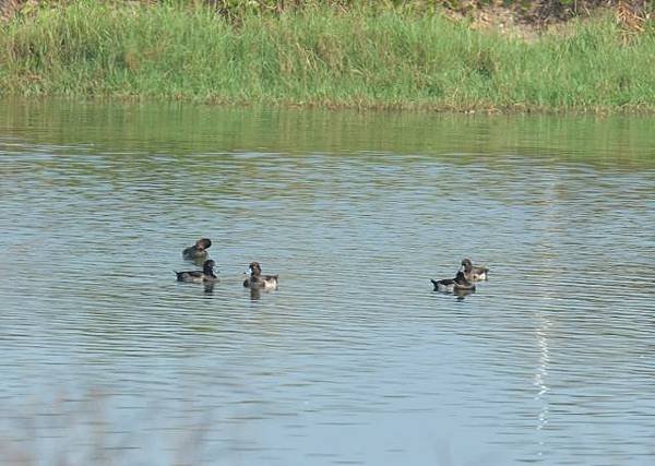 鰲鼓濕地鳥種紀錄2012.11.25