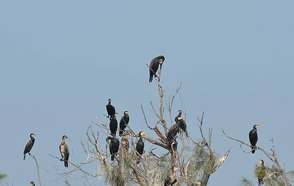鰲鼓濕地鳥種紀錄2012.11.25