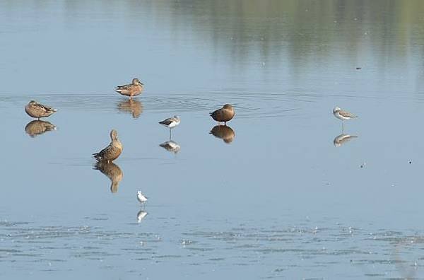 鰲鼓濕地鳥種紀錄2012.11.25