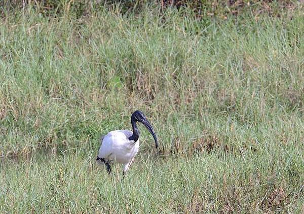 鰲鼓濕地鳥種紀錄2012.11.25