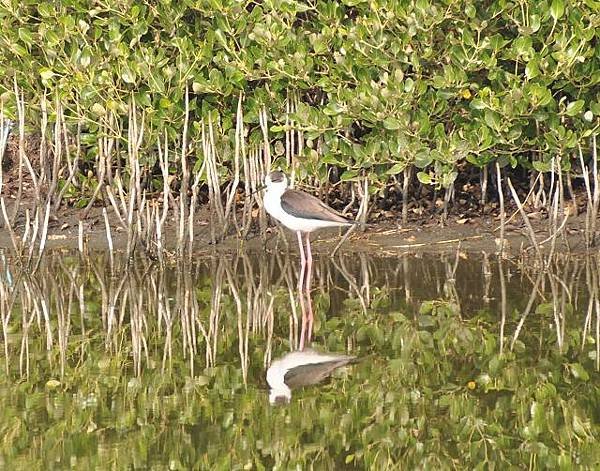 鰲鼓濕地鳥種紀錄2012.11.25