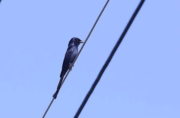 鰲鼓濕地鳥種紀錄2012.11.25
