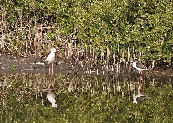 鰲鼓濕地鳥種紀錄2012.11.25