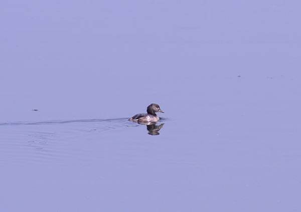 鰲鼓濕地鳥種紀錄2012.11.25