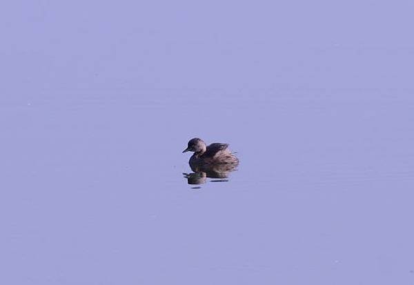 鰲鼓濕地鳥種紀錄2012.11.25