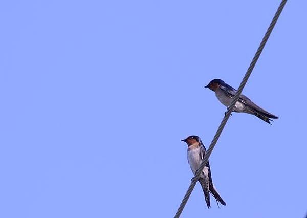 鰲鼓濕地鳥種紀錄2012.11.25
