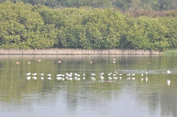 鰲鼓濕地鳥種紀錄2012.11.25