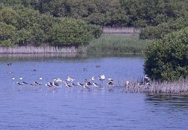 鰲鼓濕地鳥種紀錄2012.11.25