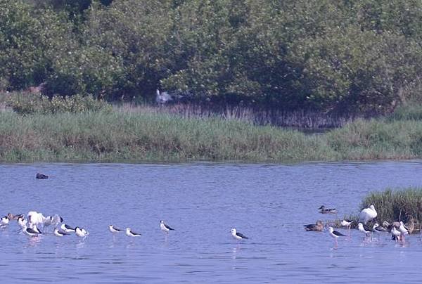 鰲鼓濕地鳥種紀錄2012.11.25