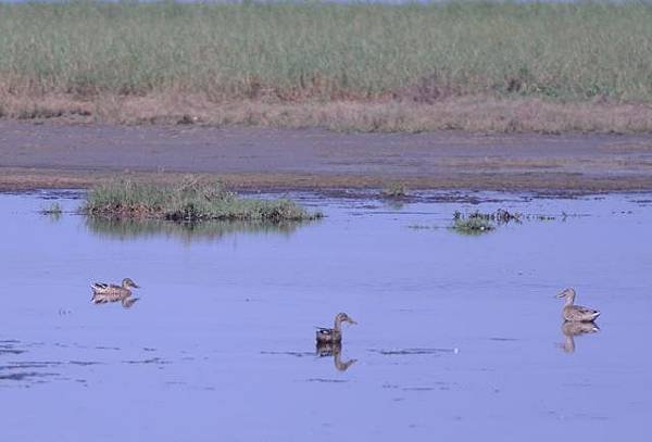 鰲鼓濕地鳥種紀錄2012.11.25