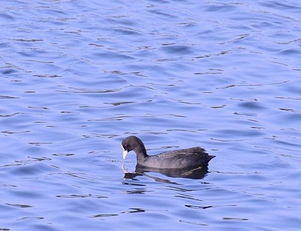 鰲鼓濕地鳥種紀錄2012.11.25