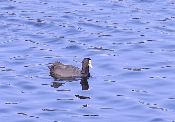 鰲鼓濕地鳥種紀錄2012.11.25