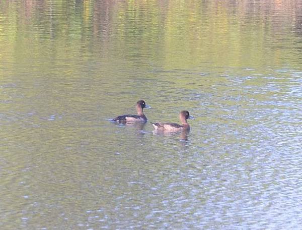 鰲鼓濕地鳥種紀錄2012.11.25