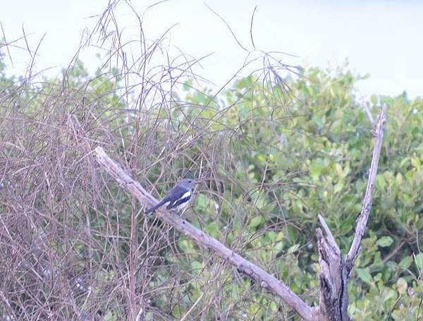 鰲鼓濕地鳥種紀錄2012.11.25