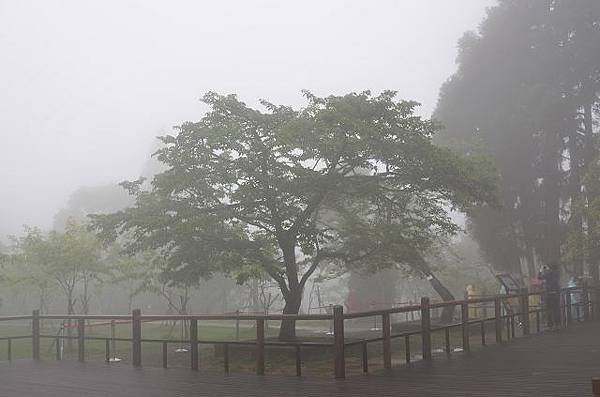 阿里山賞櫻感2013.