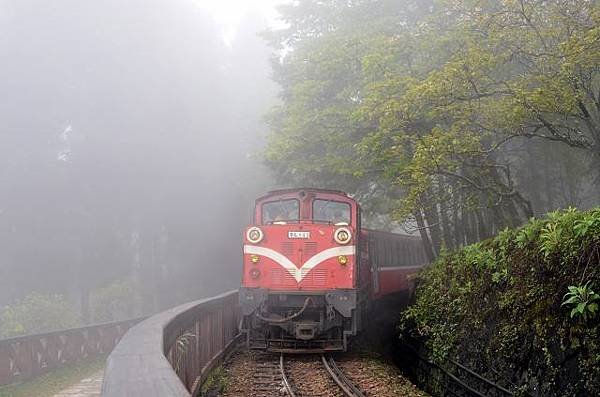 阿里山賞櫻感2013.