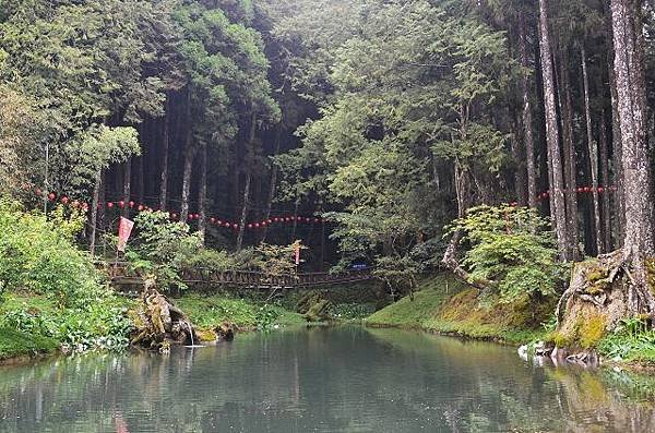 阿里山賞櫻感2013.