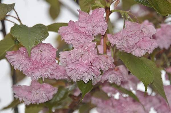 阿里山賞重瓣櫻花